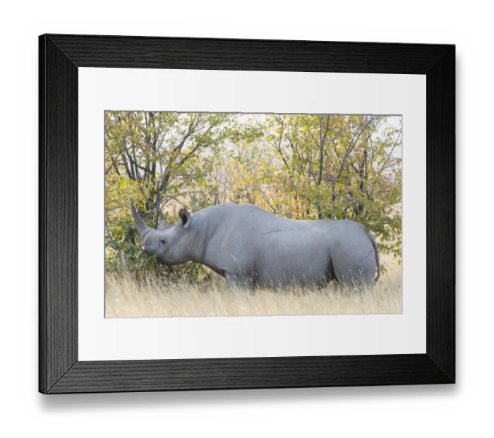 Framed Print : Black rhino -Diceros bicornis- eating, Etosha National Park, Namibia Framed Print : Black rhino -Diceros bicornis- eating, Etosha National Park, Namibia