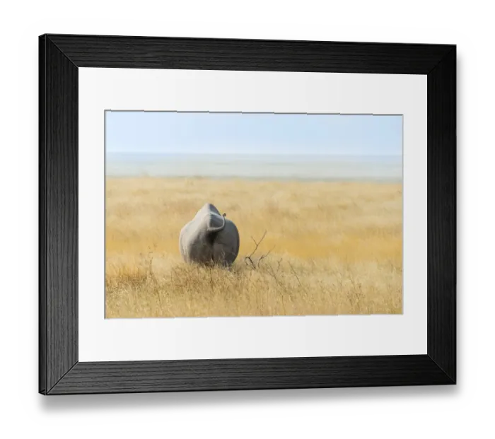 Framed Print : Black Rhinoceros -Diceros bicornis- walking through dry grass at the edge of the Etosha Pan, Etosha National Park, Namibia Framed Print : Black Rhinoceros -Diceros bicornis- walking through dry grass at the edge of the Etosha Pan, Etosha National Park, Namibia