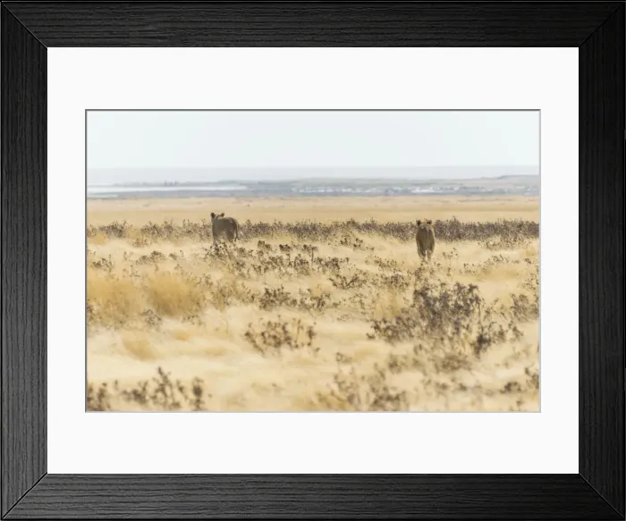 Framed Print : Lionesses -Panthera leo- with cubs walking through steppe, Etosha National Park, Namibia Framed Print : Lionesses -Panthera leo- with cubs walking through steppe, Etosha National Park, Namibia