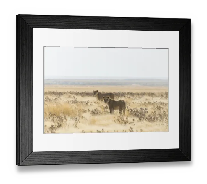 Framed Print : Lioness -Panthera leo- standing in the steppe, Etosha National Park, Namibia Framed Print : Lioness -Panthera leo- standing in the steppe, Etosha National Park, Namibia