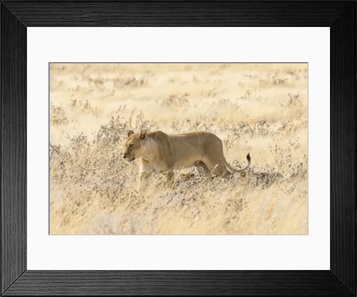 Framed Print : Lioness -Panthera leo- with cubs walking through steppe, Etosha National Park, Namibia Framed Print : Lioness -Panthera leo- with cubs walking through steppe, Etosha National Park, Namibia
