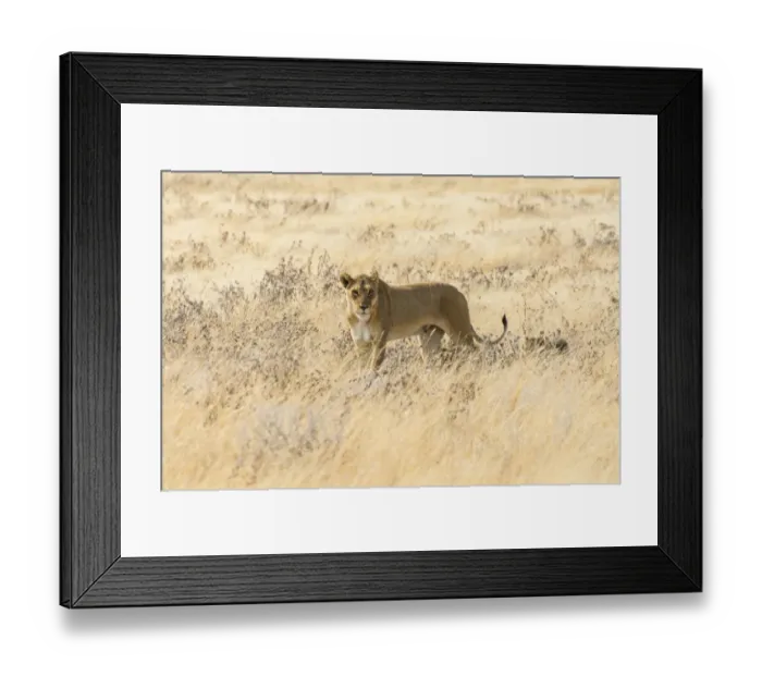 Framed Print : Lioness -Panthera leo- with cubs walking through steppe, Etosha National Park, Namibia Framed Print : Lioness -Panthera leo- with cubs walking through steppe, Etosha National Park, Namibia
