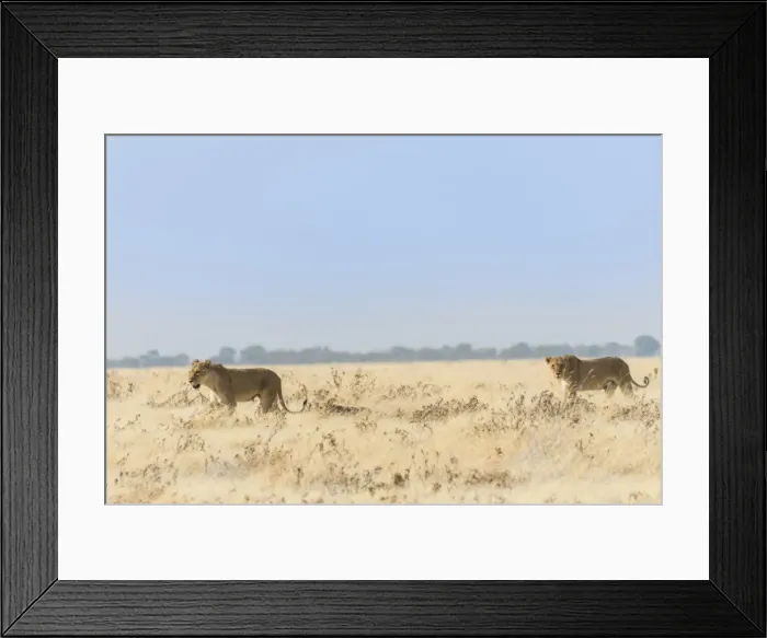 Framed Print : Lionesses -Panthera leo- walking through steppe, Etosha National Park, Namibia