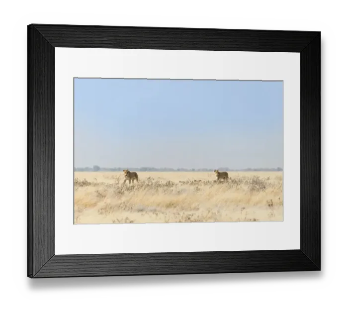 Framed Print : Lionesses -Panthera leo- with cubs walking through steppe, Etosha National Park, Namibia Framed Print : Lionesses -Panthera leo- with cubs walking through steppe, Etosha National Park, Namibia