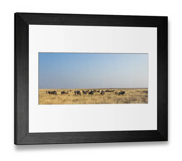 Framed Print : Wildebeest -Connochaetes taurinus-, herd in steppe grass, Etosha National Park, Namibia Framed Print : Wildebeest -Connochaetes taurinus-, herd in steppe grass, Etosha National Park, Namibia