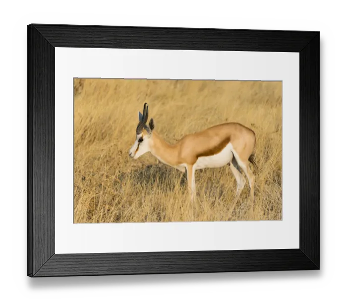Framed Print : Springbok -Antidorcas marsupialis-, Etosha National Park, Namibia Framed Print : Springbok -Antidorcas marsupialis-, Etosha National Park, Namibia