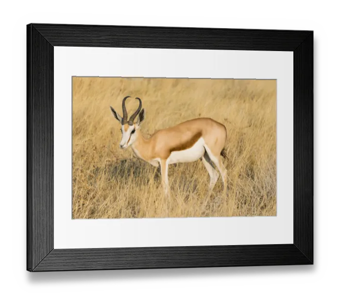 Framed Print : Springbok -Antidorcas marsupialis-, Etosha National Park, Namibia Framed Print : Springbok -Antidorcas marsupialis-, Etosha National Park, Namibia