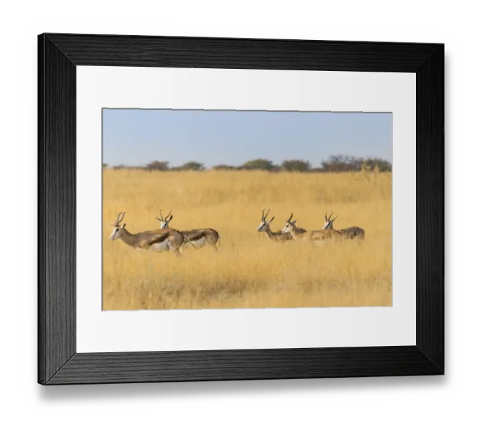 Framed Print : Springboks -Antidorcas marsupialis-, Etosha National Park, Namibia Framed Print : Springboks -Antidorcas marsupialis-, Etosha National Park, Namibia