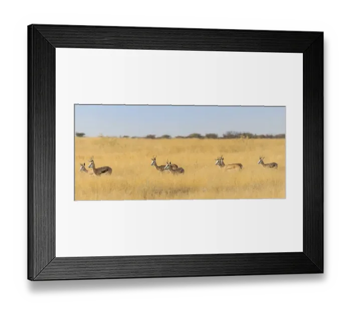 Framed Print : Springboks -Antidorcas marsupialis-, Etosha National Park, Namibia