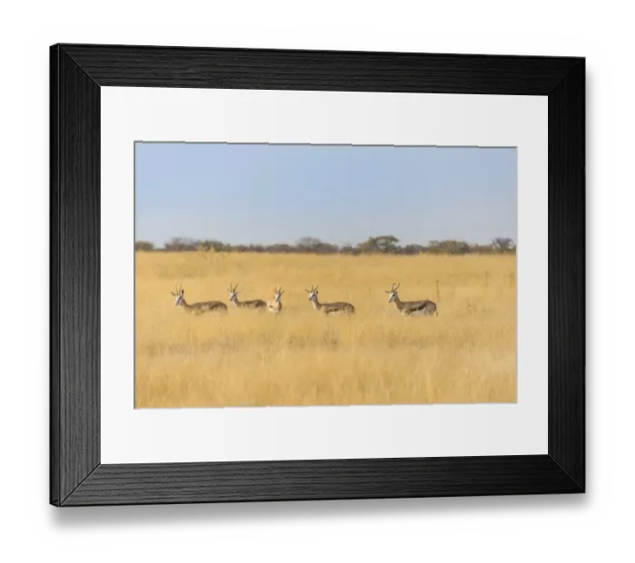 Framed Print : Springboks -Antidorcas marsupialis-, Etosha National Park, Namibia
