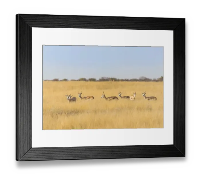 Framed Print : Springboks -Antidorcas marsupialis-, Etosha National Park, Namibia Framed Print : Springboks -Antidorcas marsupialis-, Etosha National Park, Namibia