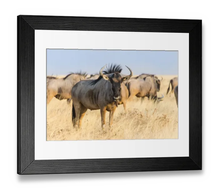 Framed Print : Wildebeest -Connochaetes taurinus-, group in steppe grass, Etosha National Park, Namibia Framed Print : Wildebeest -Connochaetes taurinus-, group in steppe grass, Etosha National Park, Namibia