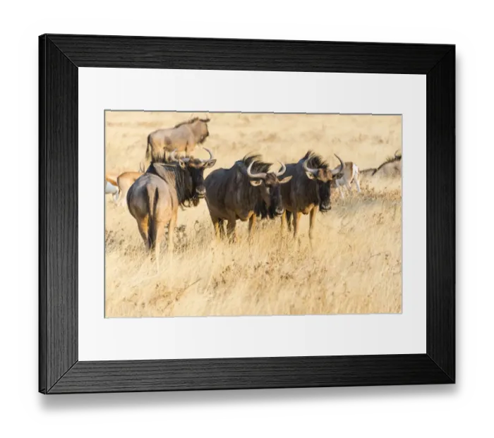 Framed Print : Wildebeest -Connochaetes taurinus-, group in steppe grass, Etosha National Park, Namibia Framed Print : Wildebeest -Connochaetes taurinus-, group in steppe grass, Etosha National Park, Namibia