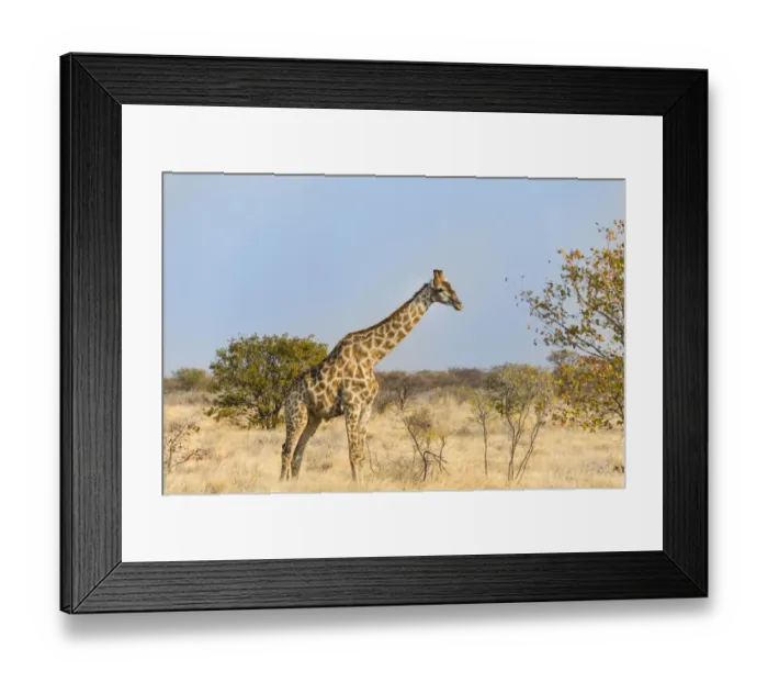 Framed Print : Giraffe -Giraffa camelopardalis-, Etosha National Park, Namibia Framed Print : Giraffe -Giraffa camelopardalis-, Etosha National Park, Namibia