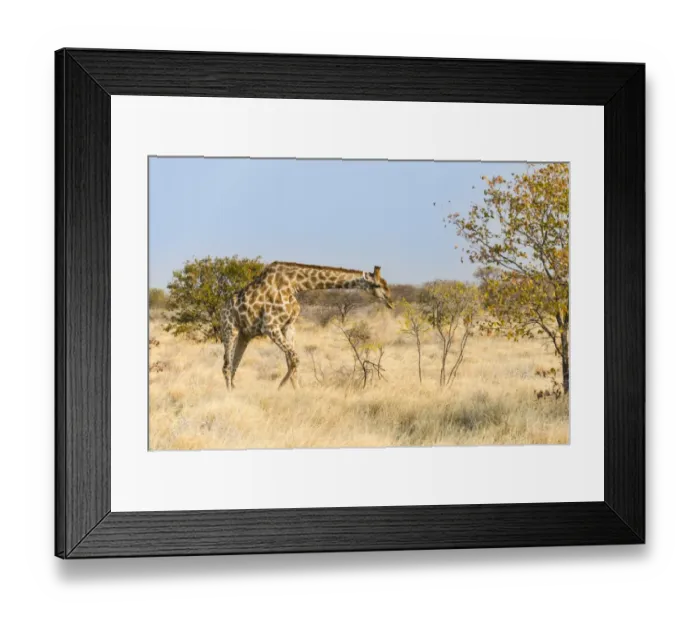 Framed Print : Giraffe -Giraffa camelopardalis-, Etosha National Park, Namibia Framed Print : Giraffe -Giraffa camelopardalis-, Etosha National Park, Namibia