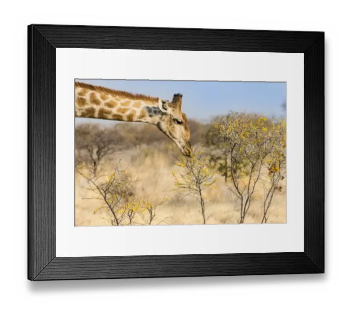 Framed Print : Giraffe -Giraffa camelopardalis- feeding on camelthorn-bush, Etosha National Park, Namibia