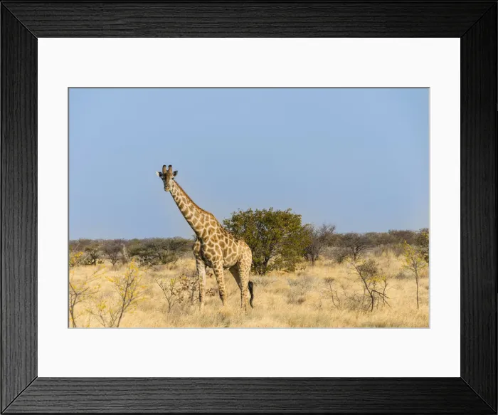 Framed Print : Giraffe -Giraffa camelopardalis-, Etosha National Park, Namibia