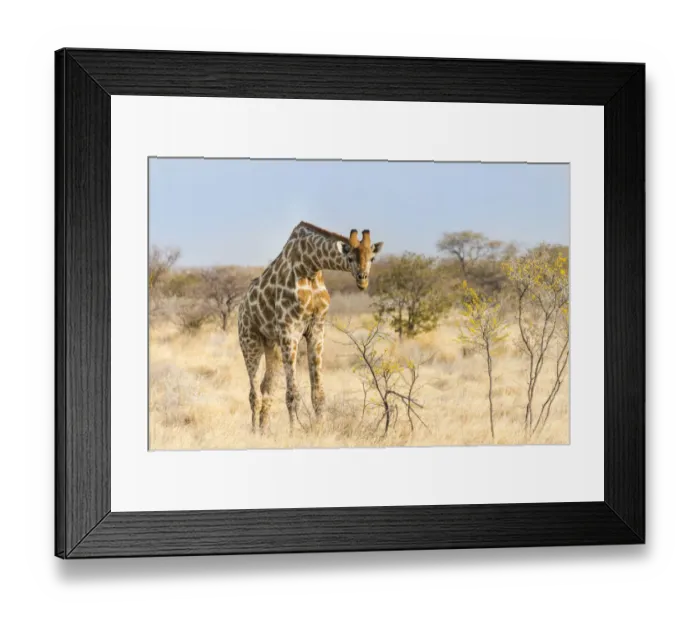 Framed Print : Giraffe -Giraffa camelopardalis- feeding on camelthorn-bush, Etosha National Park, Namibia Framed Print : Giraffe -Giraffa camelopardalis- feeding on camelthorn-bush, Etosha National Park, Namibia