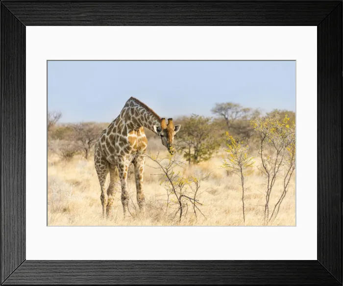 Framed Print : Giraffe -Giraffa camelopardalis- feeding on camelthorn-bush, Etosha National Park, Namibia