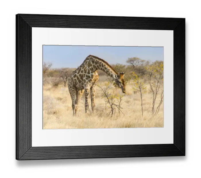 Framed Print : Giraffe -Giraffa camelopardalis- feeding on camelthorn-bush, Etosha National Park, Namibia Framed Print : Giraffe -Giraffa camelopardalis- feeding on camelthorn-bush, Etosha National Park, Namibia