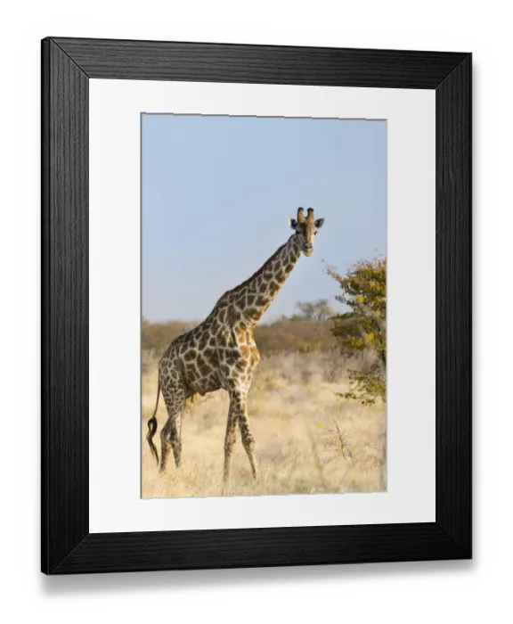 Framed Print : Giraffe -Giraffa camelopardalis-, Etosha National Park, Namibia Framed Print : Giraffe -Giraffa camelopardalis-, Etosha National Park, Namibia