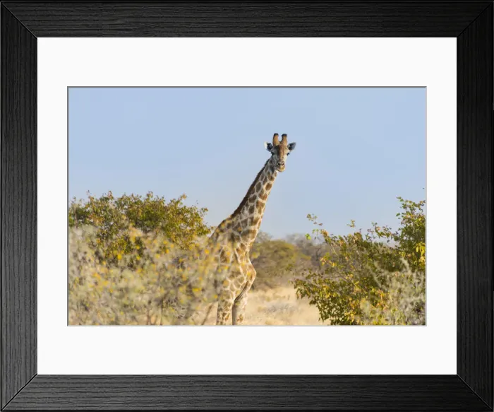Framed Print : Giraffe -Giraffa camelopardalis-, Etosha National Park, Namibia Framed Print : Giraffe -Giraffa camelopardalis-, Etosha National Park, Namibia