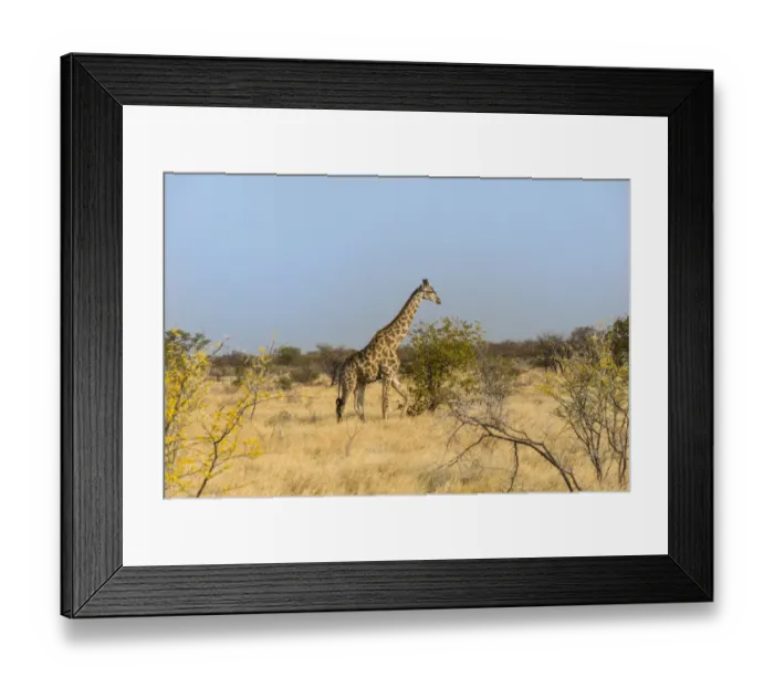 Framed Print : Giraffe -Giraffa camelopardalis-, Etosha National Park, Namibia Framed Print : Giraffe -Giraffa camelopardalis-, Etosha National Park, Namibia