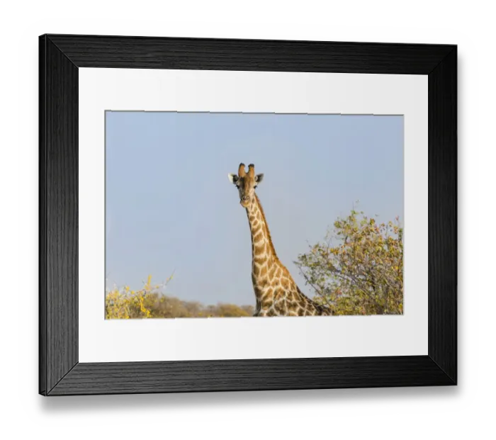 Framed Print : Giraffe -Giraffa camelopardalis-, Etosha National Park, Namibia Framed Print : Giraffe -Giraffa camelopardalis-, Etosha National Park, Namibia