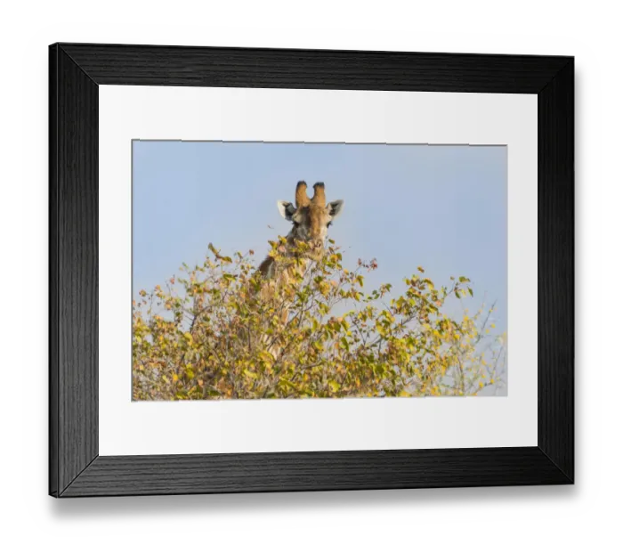 Framed Print : Giraffe -Giraffa camelopardalis- behind camelthorn-bush, Etosha National Park, Namibia Framed Print : Giraffe -Giraffa camelopardalis- behind camelthorn-bush, Etosha National Park, Namibia