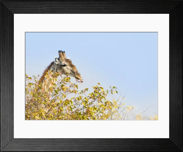 Framed Print : Giraffe -Giraffa camelopardalis- behind camelthorn-bush, Etosha National Park, Namibia Framed Print : Giraffe -Giraffa camelopardalis- behind camelthorn-bush, Etosha National Park, Namibia