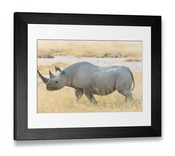 Framed Print : Black Rhinoceros -Diceros bicornis- walking through the dry grass, Etosha National Park, Namibia