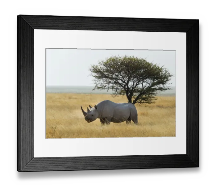 Framed Print : Black Rhino -Diceros bicornis- grazing at the edge of the Etosha Pan, Etosha National Park, Namibia Framed Print : Black Rhino -Diceros bicornis- grazing at the edge of the Etosha Pan, Etosha National Park, Namibia
