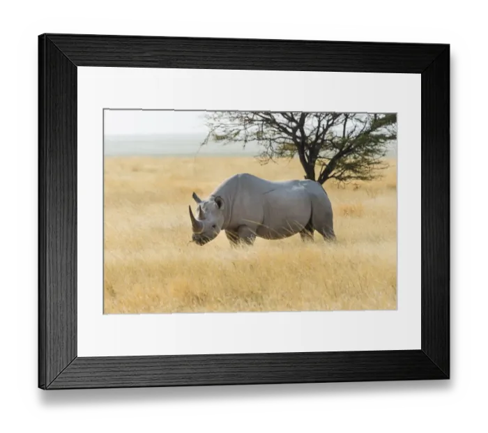 Framed Print : Black Rhino -Diceros bicornis- grazing at the edge of the Etosha Pan, Etosha National Park, Namibia Framed Print : Black Rhino -Diceros bicornis- grazing at the edge of the Etosha Pan, Etosha National Park, Namibia