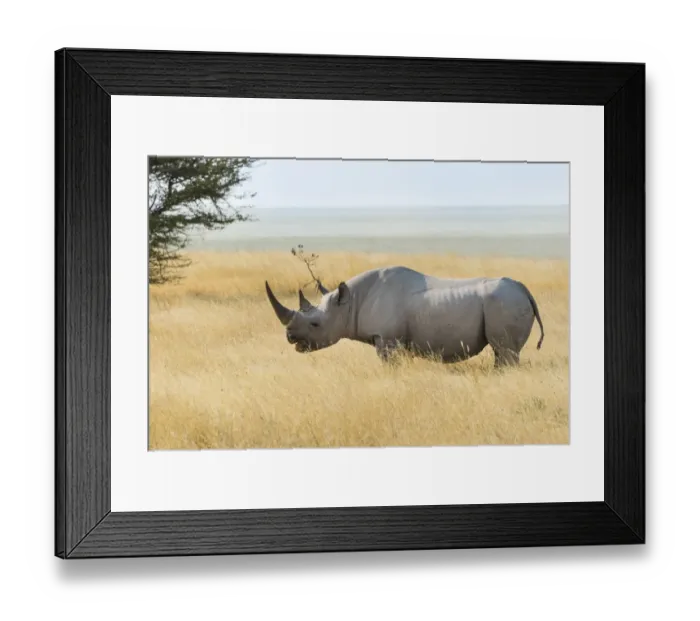 Framed Print : Black Rhino -Diceros bicornis- grazing at the edge of the Etosha Pan, Etosha National Park, Namibia Framed Print : Black Rhino -Diceros bicornis- grazing at the edge of the Etosha Pan, Etosha National Park, Namibia