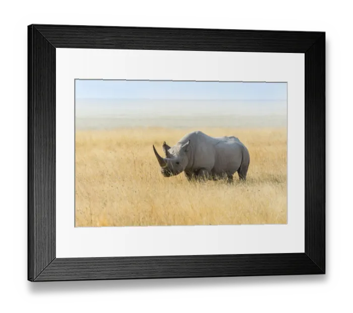 Framed Print : Black Rhino -Diceros bicornis- grazing at the edge of the Etosha Pan, Etosha National Park, Namibia Framed Print : Black Rhino -Diceros bicornis- grazing at the edge of the Etosha Pan, Etosha National Park, Namibia
