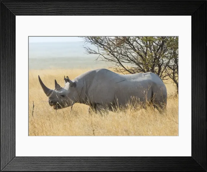 Framed Print : Black Rhino -Diceros bicornis- grazing at the edge of the Etosha Pan, Etosha National Park, Namibia Framed Print : Black Rhino -Diceros bicornis- grazing at the edge of the Etosha Pan, Etosha National Park, Namibia