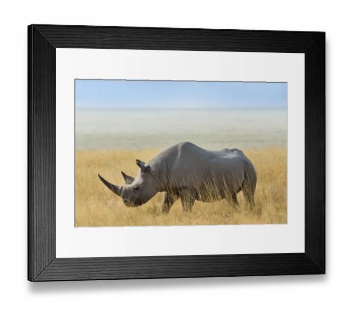 Framed Print : Black Rhino -Diceros bicornis- grazing at the edge of the Etosha Pan, Etosha National Park, Namibia Framed Print : Black Rhino -Diceros bicornis- grazing at the edge of the Etosha Pan, Etosha National Park, Namibia
