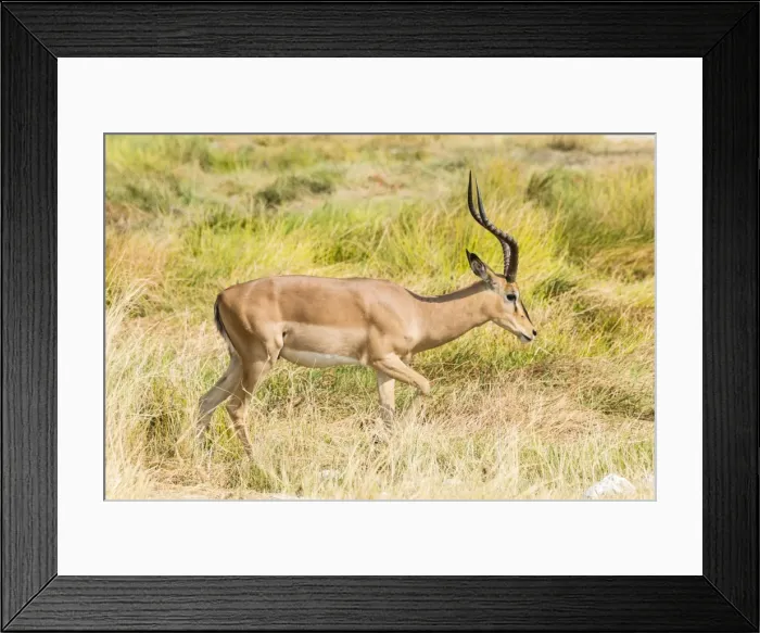 Framed Print : Black Faced Impala -Aepyceros melampus petersi- walking through the grass, Etosha National Park, Namibia