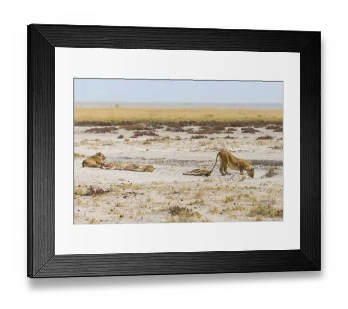 Framed Print : Lioness -Panthera leo- drinking at a waterhole on the edge of the Etosha Pan, Etosha National Park, Namibia Framed Print : Lioness -Panthera leo- drinking at a waterhole on the edge of the Etosha Pan, Etosha National Park, Namibia