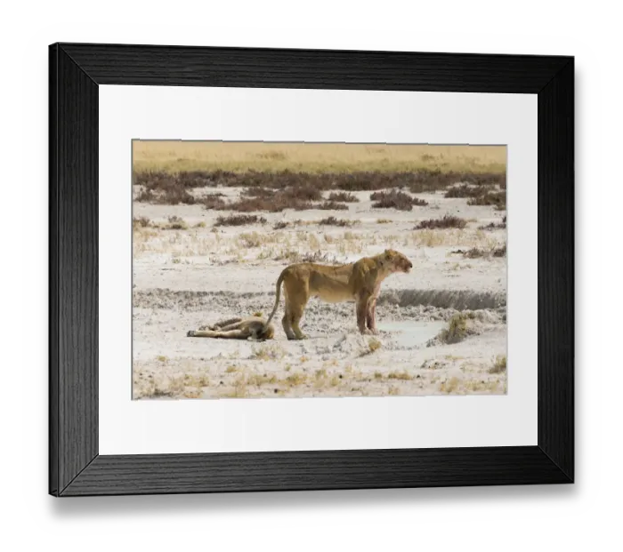 Framed Print : Lioness -Panthera leo- on the edge of the Etosha Pan, Etosha National Park, Namibia Framed Print : Lioness -Panthera leo- on the edge of the Etosha Pan, Etosha National Park, Namibia
