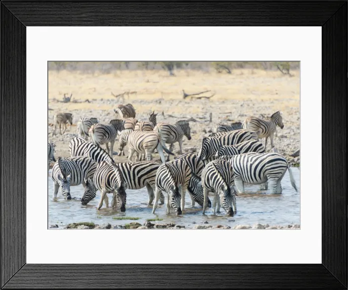 Framed Print : Herd of Burchells Zebras -Equus burchellii- at the waterhole, Etosha National Park, Namibia Framed Print : Herd of Burchells Zebras -Equus burchellii- at the waterhole, Etosha National Park, Namibia