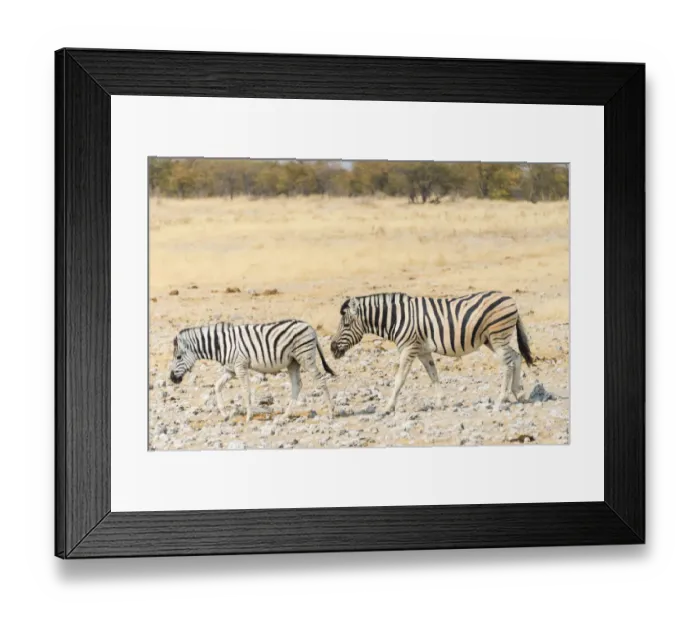 Framed Print : Two Burchells Zebras -Equus burchellii- walking through dry steppe, Etosha National Park, Namibia Framed Print : Two Burchells Zebras -Equus burchellii- walking through dry steppe, Etosha National Park, Namibia