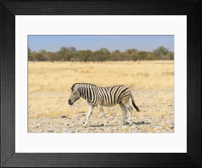 Framed Print : Burchells Zebra -Equus burchellii- walking through dry steppe, Etosha National Park, Namibia Framed Print : Burchells Zebra -Equus burchellii- walking through dry steppe, Etosha National Park, Namibia