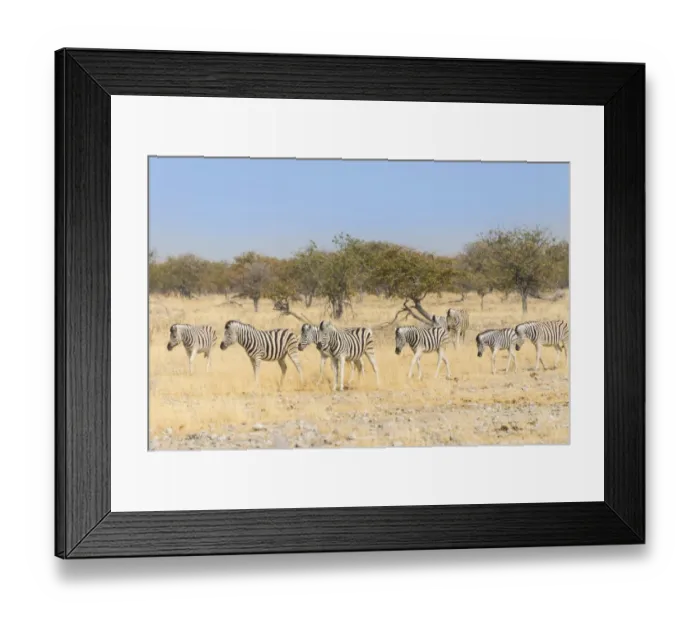 Framed Print : Herd of Burchell-Zebras -Equus burchellii-, Etosha National Park, Namibia Framed Print : Herd of Burchell-Zebras -Equus burchellii-, Etosha National Park, Namibia