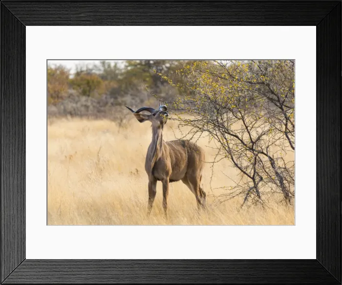 Framed Print : Greater kudu -Tragelaphus strepsiceros-, Etosha National Park, Namibia Framed Print : Greater kudu -Tragelaphus strepsiceros-, Etosha National Park, Namibia