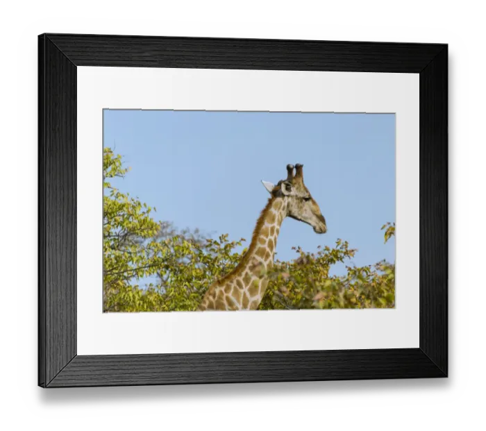 Framed Print : Giraffe -Giraffa camelopardalis-, Etosha National Park, Namibia Framed Print : Giraffe -Giraffa camelopardalis-, Etosha National Park, Namibia