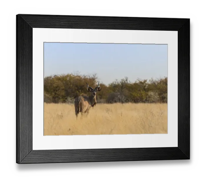 Framed Print : Greater Kudu -Tragelaphus strepsiceros-, Etosha National Park, Namibia