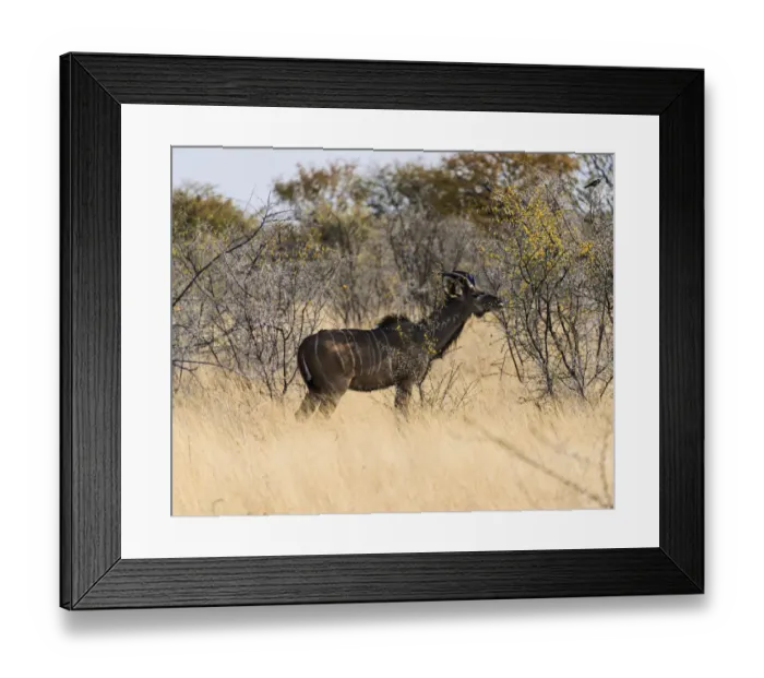 Framed Print : Greater Kudu -Tragelaphus strepsiceros-, Etosha National Park, Namibia Framed Print : Greater Kudu -Tragelaphus strepsiceros-, Etosha National Park, Namibia