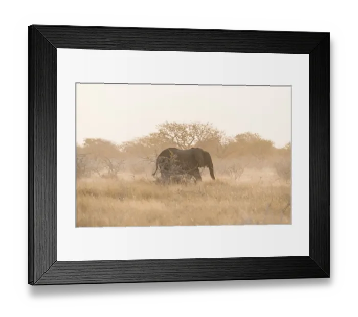 Framed Print : African Bush Elephant -Loxodonta africana-, Etosha National Park, Namibia
