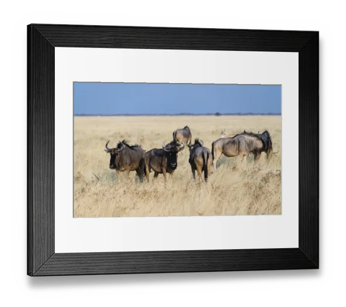 Framed Print : Herd of Blue Wildebeest on prairie grass -Connochaetes taurinus-, Etosha National Park, Namibia